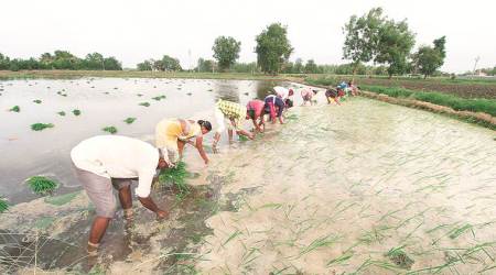gujarat government, crop loan repayment cycle, APMCs, foodgrains, nitin patel, gujarat news, indian express