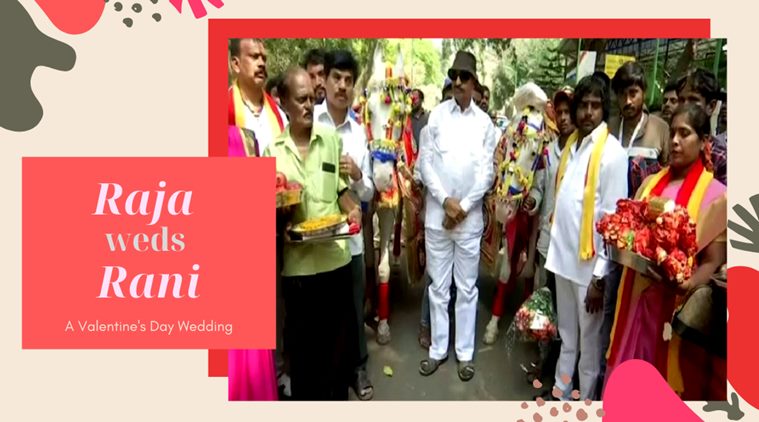 valentine's day, valentines day 2020, bengaluru horse wedding valentine's day, vatal nagaraj, vatal nagaraj valentine's day, odd news, bizarre news, indian express