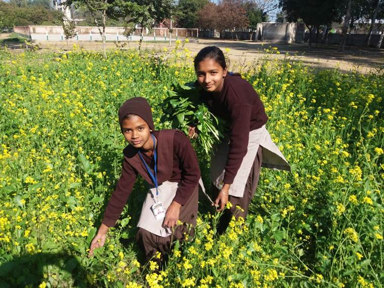 In Punjab district, signs of green shoots: Organic vegetable gardens in schools
