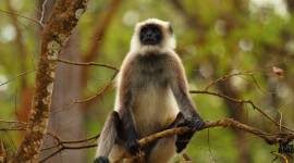 Ahmedabad airport langoor, langoor at Ahmedabad airport, Ahmedabad airport langoor menace, Bears at Ahmedabad airport,