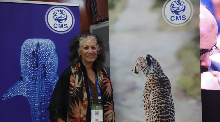 How India can be an opportunity for cheetah, and why it will take time