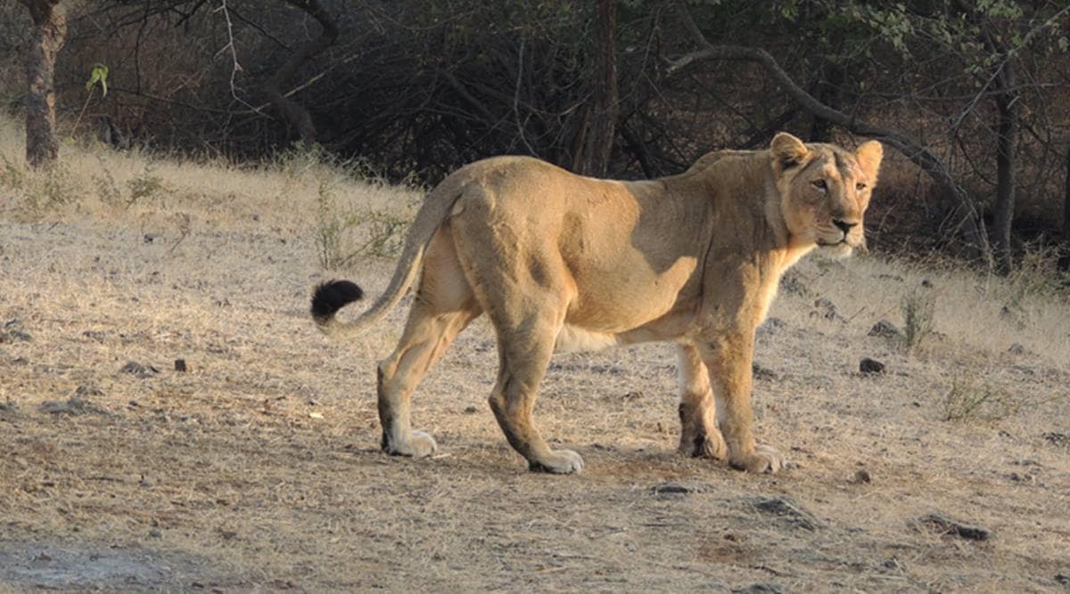 Gujarat: Lioness and two cubs camp near Gondal, 60 km from home in ...