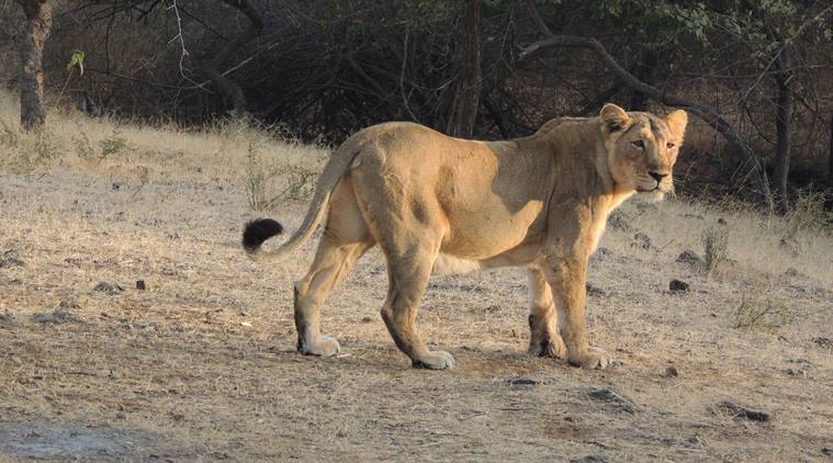 Lion attack, lions, asiatic lions, Gujarat news, Ahmedabad news, India news,Uchaiya village Indian express news, breaking news