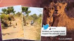 Viral Video: Lioness and cubs make way for biker in Gujarat
