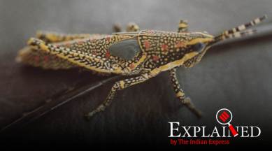 Explained: Why, despite efforts, the chain of periodic locust invasions is yet to be broken in India