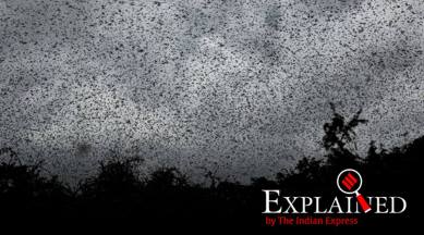 locust attack, locust attack in africa, locust attack in india, what are locusts, indian express, indian express explained
