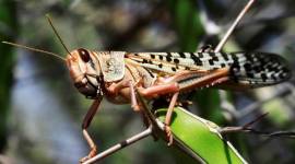 Maharashtra to step up vigil against locusts in border districts