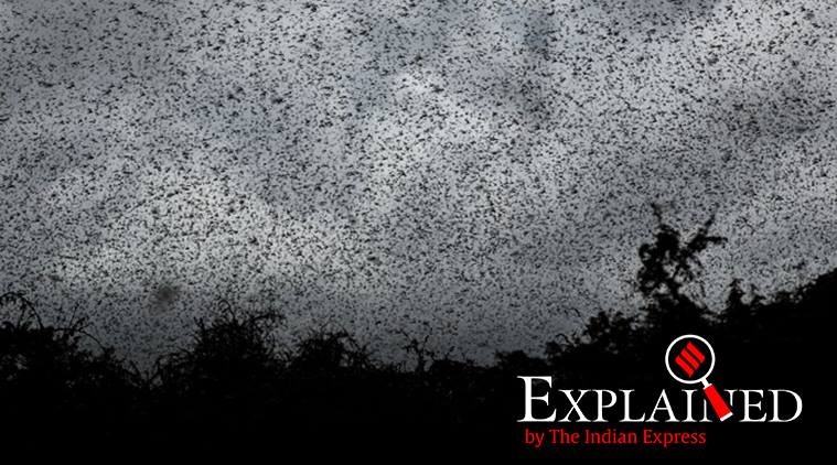 locust attack, locust attack in africa, locust attack in india, what are locusts, indian express, indian express explained 