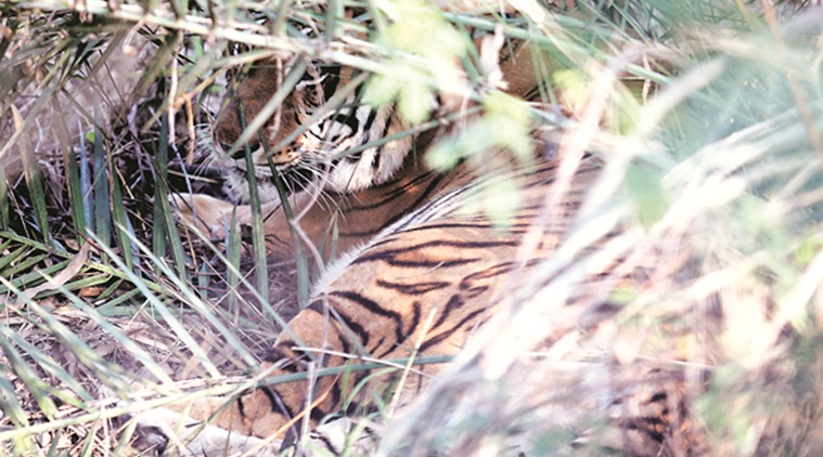 Wildlife, human intervention in wildlife, tiger population, Tiger reserves, tiger reserves india, wildlife safari, SUJÁN, Indian Express