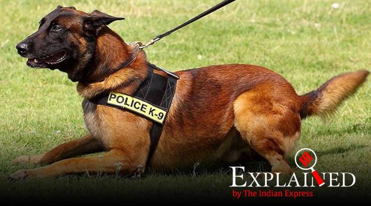 belgian shepherd police dog