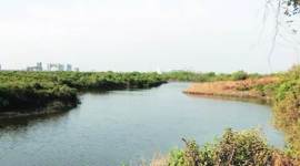maharashtra wet lands, bombay high court, mumbai news, maharashtra news, indian express