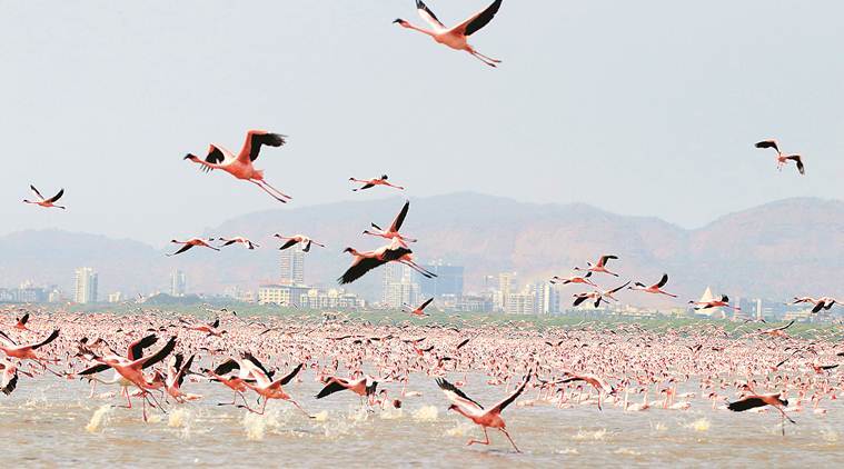cellular tech for bird migration, Bombay Natural History Society, mumbai news, maharashtra news, indian express news