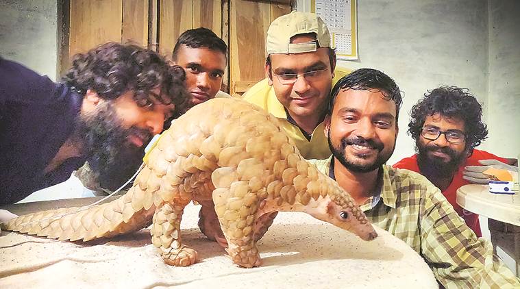 In a first, Madhya Pradesh radio-tags rescued pangolins | India News,The  Indian Express