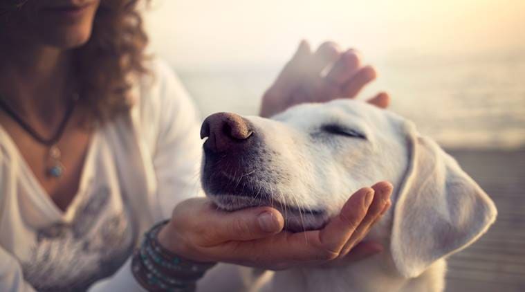 pet care, pet care tips, teething issues in pets, pet care indian express