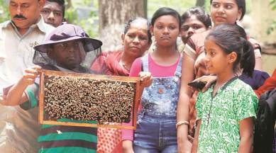 Pune Cluster-based beekeeping project, govt to set up 100 clusters, pune news, maharashtra bews, indian express news