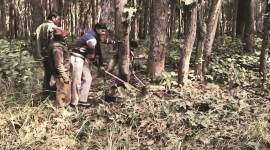 Dudhwa Tiger Reserve, python on road, lucknow news, lucknow confidential, indian express news