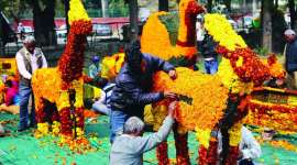 rose festival, rose festival chandigarh, Chandigarh Municipal Corporation, indian express news