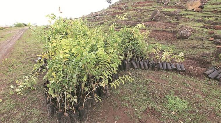 In Punjab, 19,000 van mitras to make sure 73 lakh saplings survive