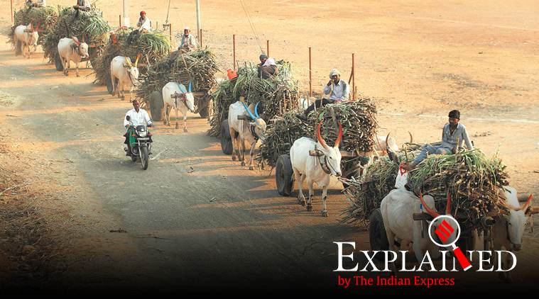 Why Maharashtra sugar mills are paying cane fair price in parts