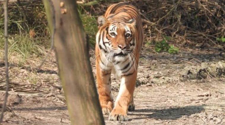 Swiss zookeeper killed, zookeeper killed, Zurich zookeeper killed, tiger kills zookeeper, World news, Indian Express
