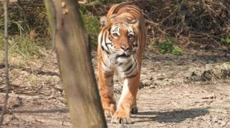 Swiss zookeeper killed, zookeeper killed, Zurich zookeeper killed, tiger kills zookeeper, World news, Indian Express