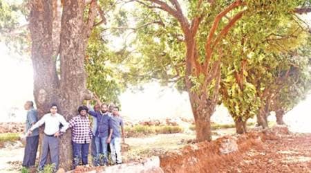 The Storyteller and the Tree