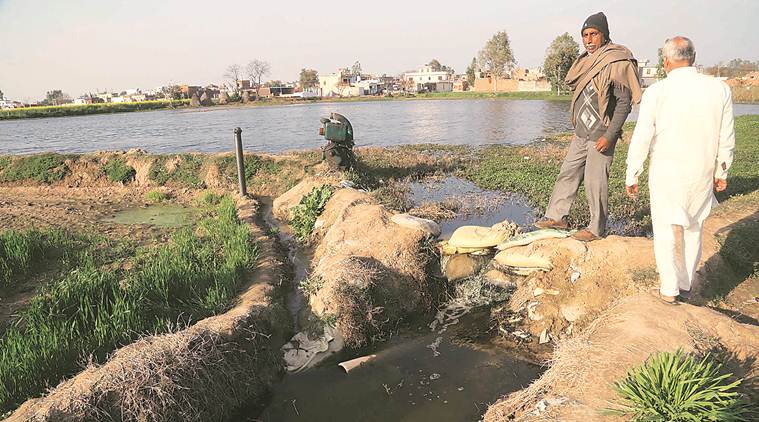 wetland of Panchkula, Bataur village in panchkula, panchkula news, chandigarh news, indian express