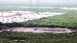 wetland Maharashra wetlands, bombay high court, mumbai news, maharashtra news, indian express news
