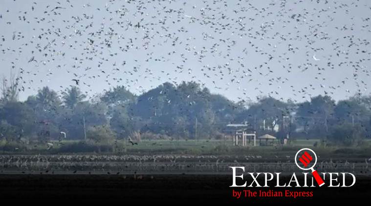 Ramsar wetlands, Prakash Javadekar, Environment ministry, Climate Change, Ramsar Convention, Nandur Madhmeshwar wetland, wetlands in india, ramsar wetland Convention, Ramsar sites, Indian express