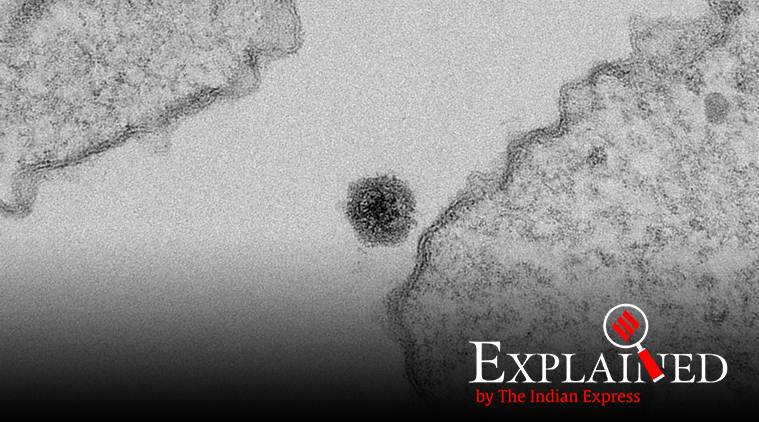 This Word Means: Yaravirus