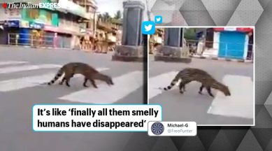 It's not just a civet in Kerala, across India wildlife is reclaiming spaces  vacated by humans | Trending News,The Indian Express