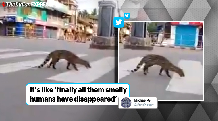 It's not just a civet in Kerala, across India wildlife is reclaiming spaces vacated by humans | Trending News,The Indian Express It's not just a civet in Kerala, across India wildlife is reclaiming spaces vacated by humans | Trending News,The Indian Express
