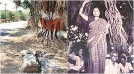 Adivasi revolt Warli Adivasi Revolt, 1945 Warli Adivasi Revolt, Warli Adivasi Revolt memoria, Warli Adivasi Revolt banyan tree, Talasari taluka., All India Kisan Sabha, indian express