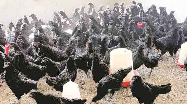 chicken, poultry buisness, chicken buisness, chicken rearing, india news, indian express