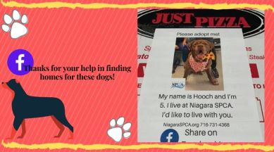 New York pizzeria wins hearts online for its unique adoption appeal for shelter animals | Trending News,The Indian Express New York pizzeria wins hearts online for its unique adoption appeal for shelter animals | Trending News,The Indian Express