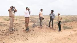 Great Indian bustard in India, endangered species, GIB Indian population, gujarat news, indian express news