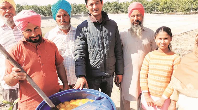 Punjab kinnow farmers, Punjab Horticulture, Chandigarh news, punjab news, indian express news
