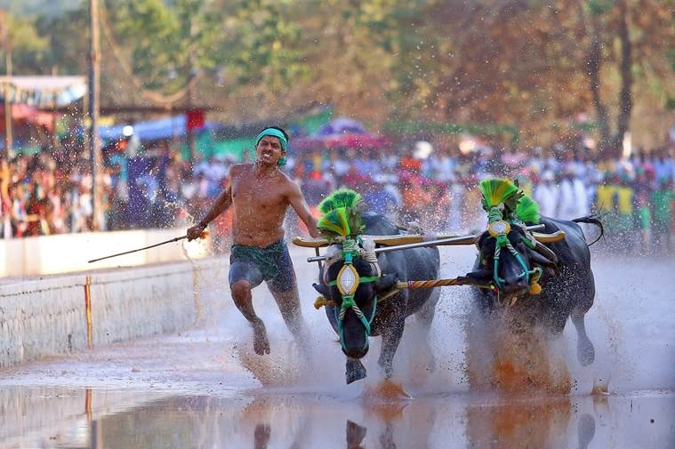 Kambala, buffalo racing, Srinivasa Gowda, Kerala, Kasargod, Mangaluru, Aikala Bava kambala, Sports Authority of India, PETA, Devraj Urs, nagarbetta, Ajay Kumarh Bahl, Tulu Nadu, Sport, Spectacle