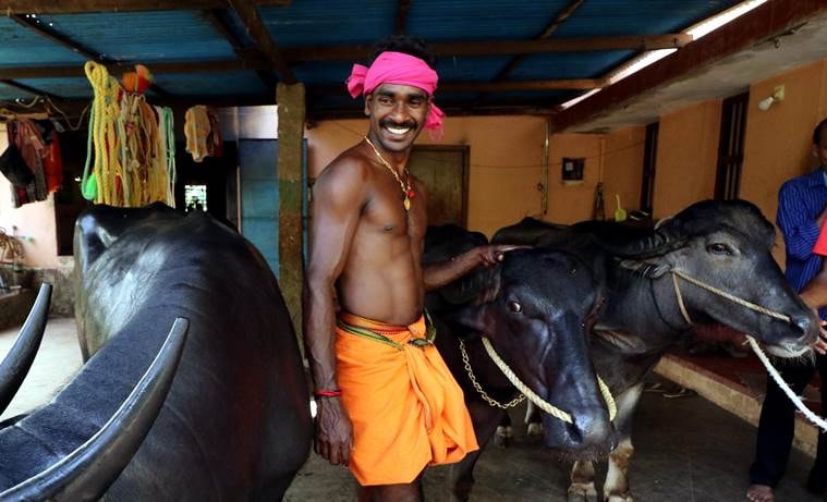Kambala, buffalo racing, Srinivasa Gowda, Kerala, Kasargod, Mangaluru, Aikala Bava kambala, Sports Authority of India, PETA, Devraj Urs, nagarbetta, Ajay Kumarh Bahl, Tulu Nadu, Sport, Spectacle
