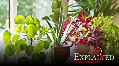 Photosynthesis in plants, plants photosynthesis, extra light heat plant, express explained
