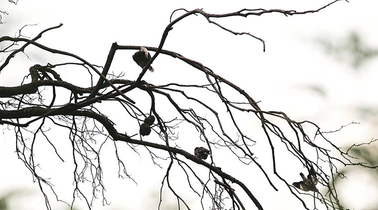 Pune weather, Pune temperature, India Meteorological Department, Pune news, maharashtra news, indian express news