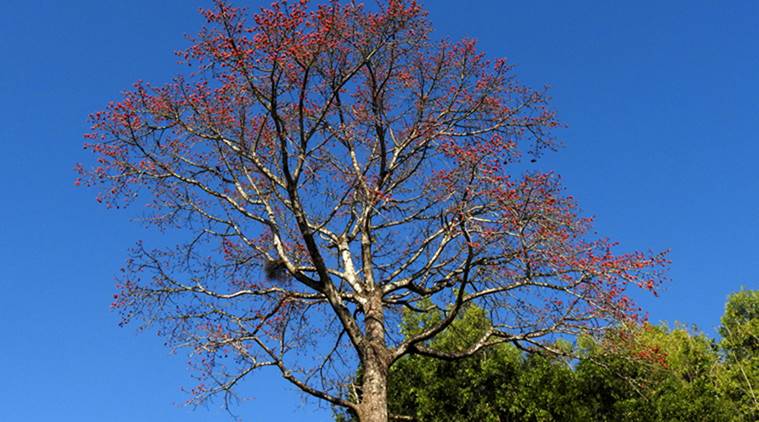 How Silk Cotton Trees Celebrate Togetherness Of Beings Eye News The Indian Express