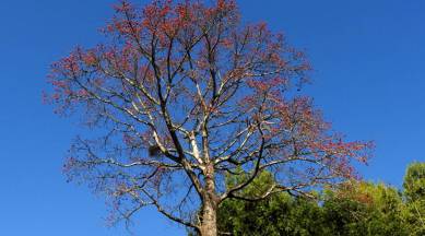silk cotton tree