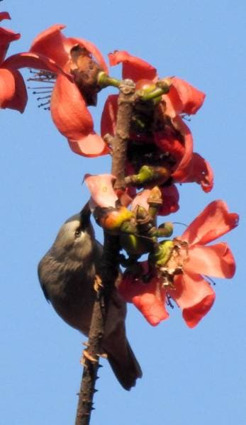 How Silk Cotton Trees Celebrate Togetherness Of Beings Eye News The Indian Express