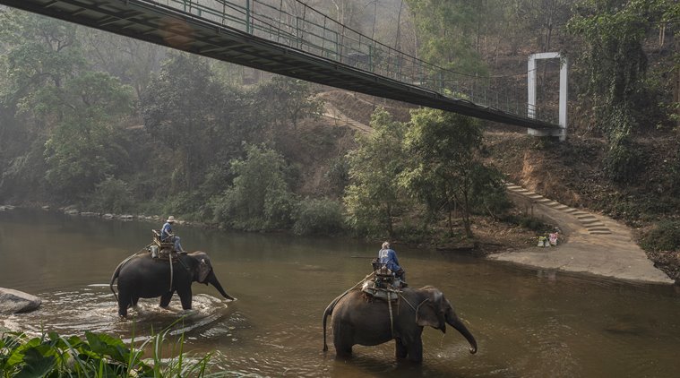 As tourism plummets in Thailand, elephants are out of work, too