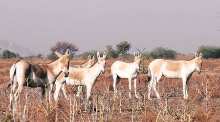 wild ass census, Indian wild assess, Gujarat forest department, gujarat news, indian express news