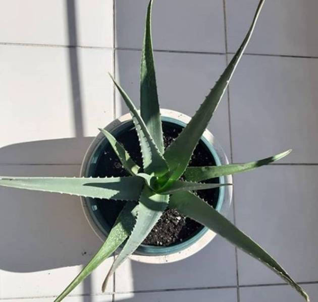 indoor plants benefits