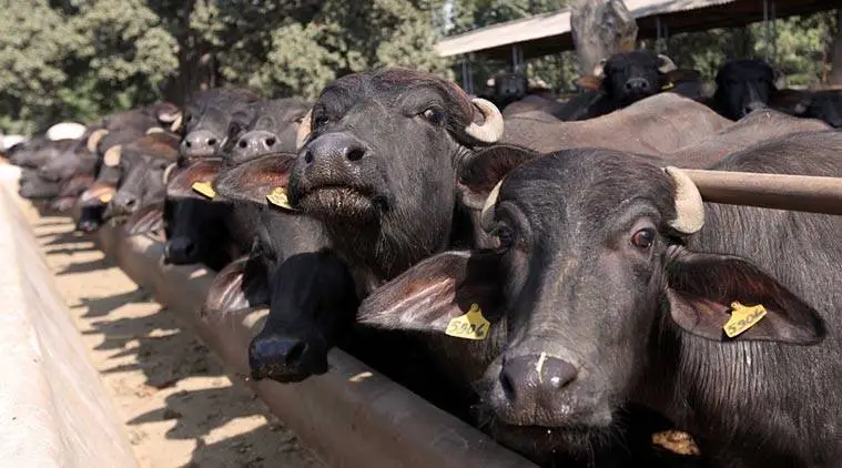 animal husbandry India, Indian buffaloes, Indian dairy consumption, indian buffalo milk consumption, indian cow milk consumption, cow worship india, Indian express news 