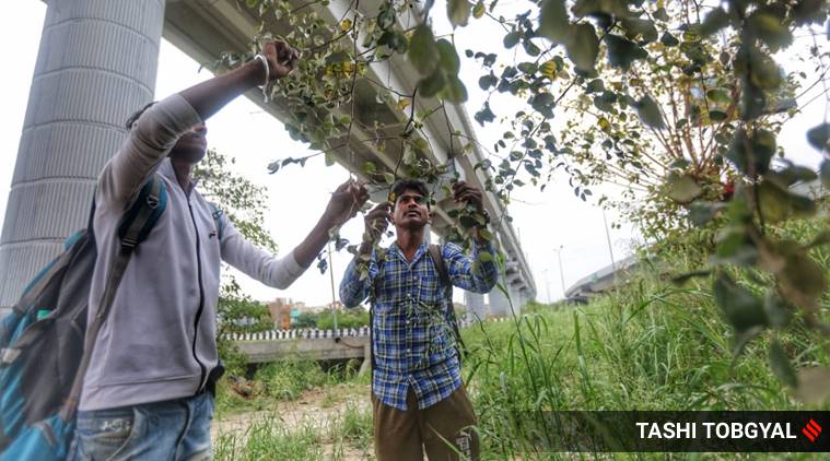 coronavirus, coronavirus india, coronavirus india update, coronavirus in india, coronavirus today update, coronavirus latest update, coronavirus update in india, coronavirus cases, coronavirus cases in india, coronavirus today update, coronavirus latest news in india, coronavirus cases india