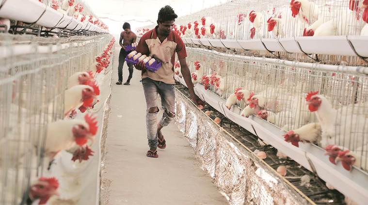 Chickening Out Coronavirus Pushes Indian Poultry Industry To Its Worst